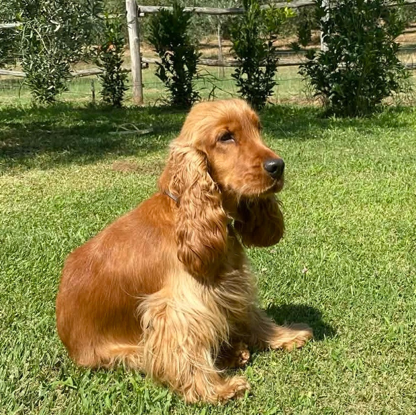 Uriell de Lann-er-Marh