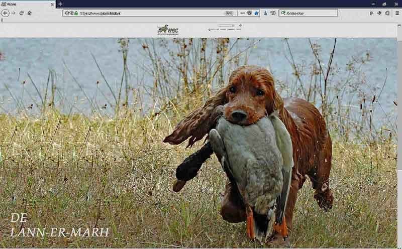 de Lann-er-Marh - NEDERLANDE SPANIEL CLUB