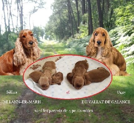 Naissances à l'Elevage DE LANN-ER-MARH