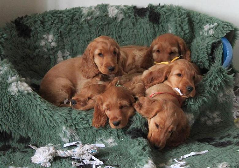 Les 6 bébés d'Aurèle nés en 2010