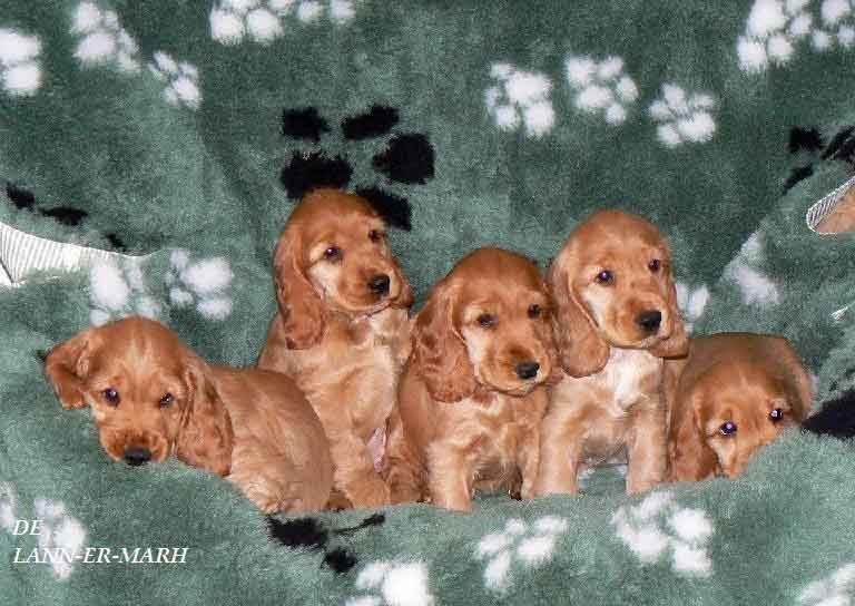 Les 5 bébés d'Aurèle nés en 2009