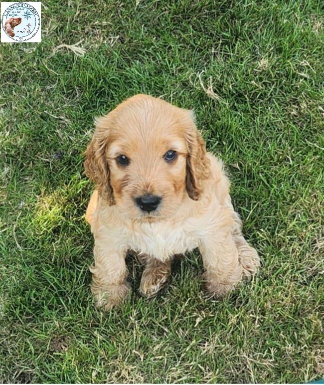 de Lann-er-Marh - Chiots disponibles - Cocker Spaniel Anglais