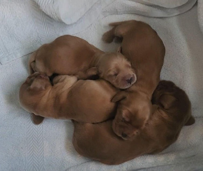 CHIOT 4