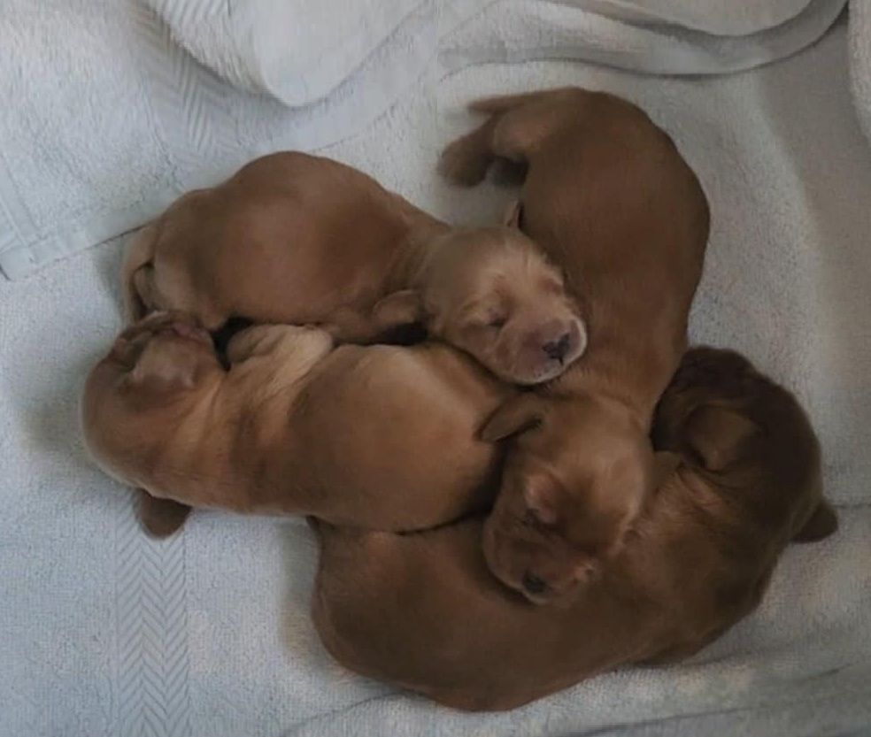 de Lann-er-Marh - Chiots disponibles - Cocker Spaniel Anglais
