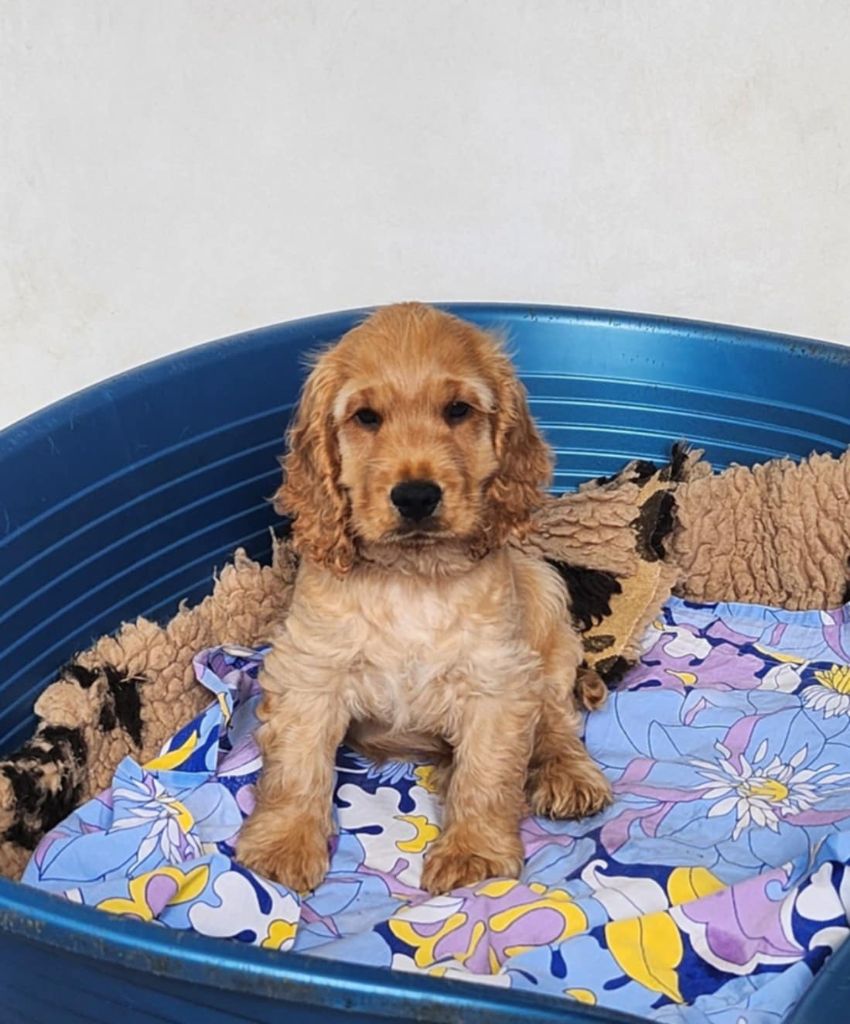 de Lann-er-Marh - Chiots disponibles - Cocker Spaniel Anglais